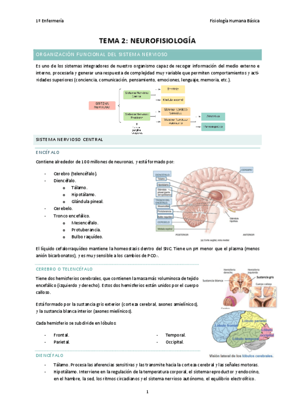 Miniatura del documento TEMA-2-FISIOLOGIA.pdf