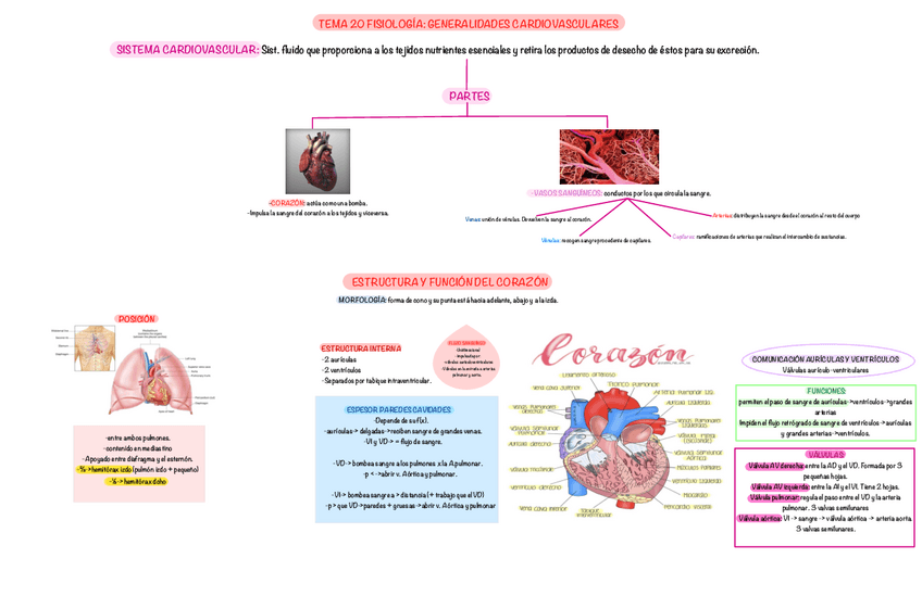 Miniatura del documento Tema-20-Fisiologia-.pdf