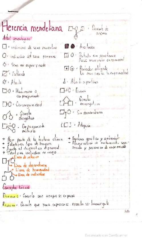 Miniatura del documento HERENCIA-MENDELIANA.pdf