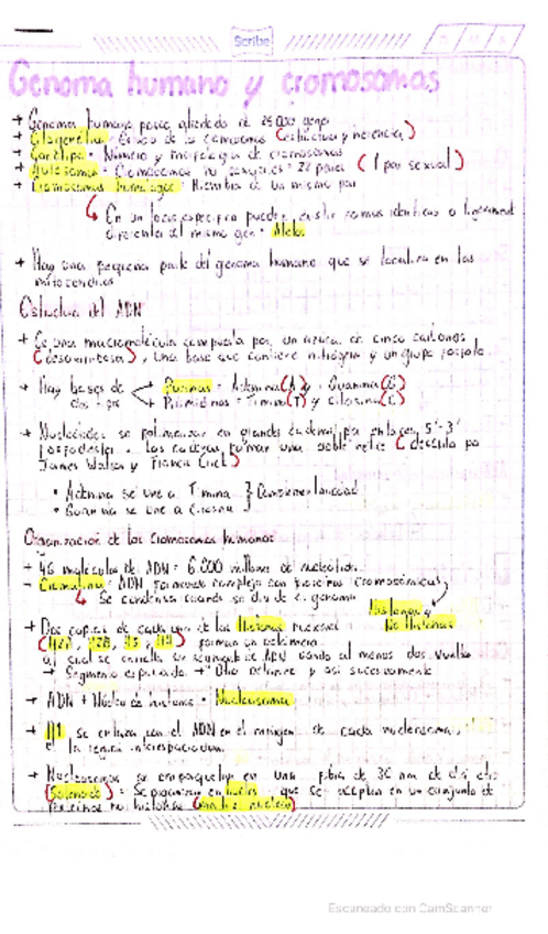 Miniatura del documento GENOMA-HUMANO-Y-CROMOSOMAS.pdf