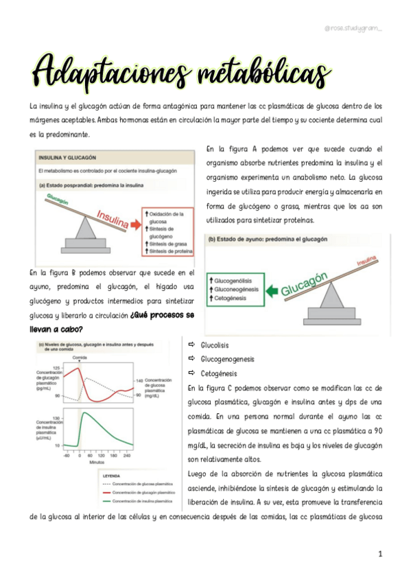 Miniatura del documento T23-Adaptaciones-metabolicas.pdf
