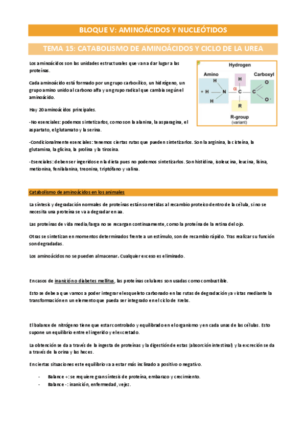 Miniatura del documento Metabolismo-bloque-V-grupo-2.pdf