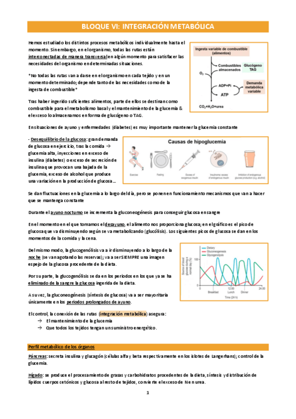 Miniatura del documento Metabolismo-bloque-VI-grupo-2.pdf