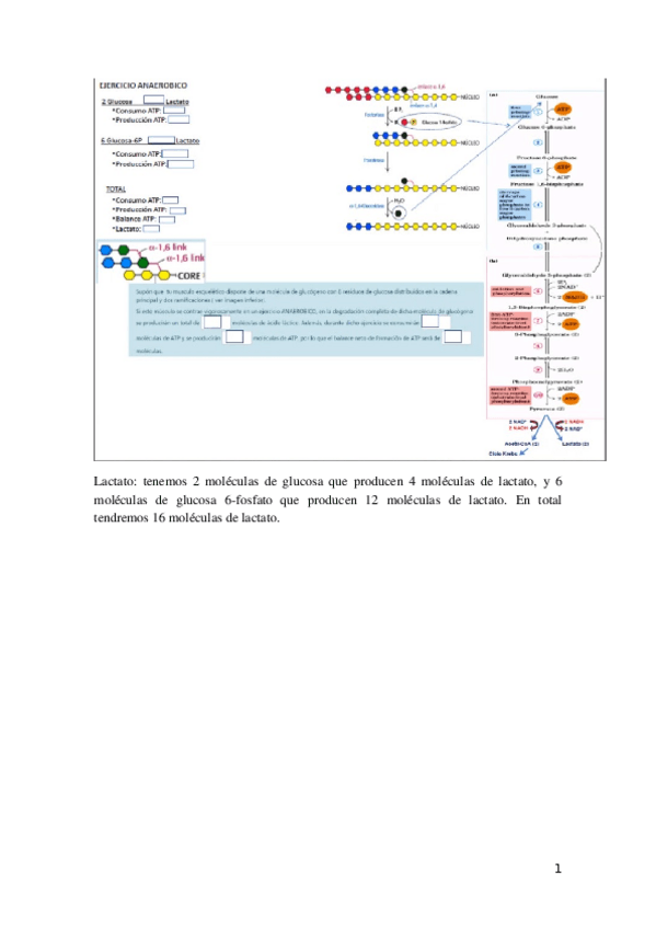 Miniatura del documento Ejercicio-Glucogeno.docx