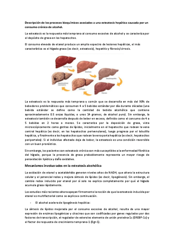 Miniatura del documento TRABAJO-BQ-Esteatosis-hepatica.pdf