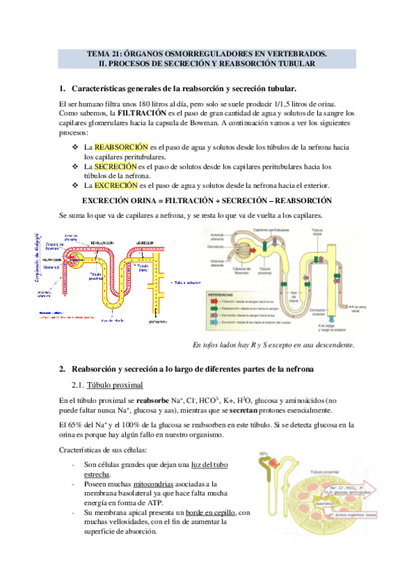 Miniatura del documento TEMA-21-ORGANOS-OSMORREGULADORES-EN-VERTEBRADOS.pdf