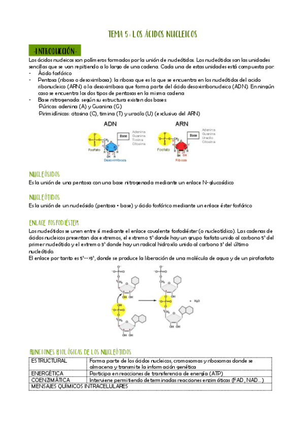 Miniatura del documento TEMA-5-LOS-ACIDOS-NUCLEICOS.pdf
