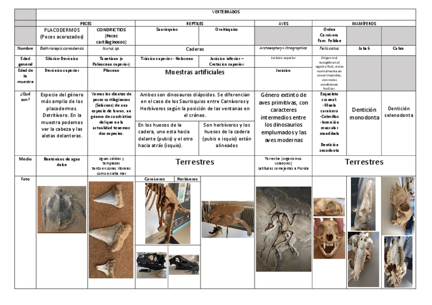 Miniatura del documento Practica-5-Paleo-Vertebrados-y-Paleobotanica.pdf