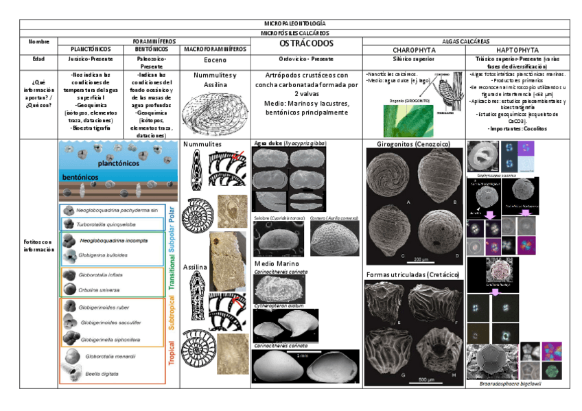Miniatura del documento Practica-6-Paleo-Micropaleontologia.pdf