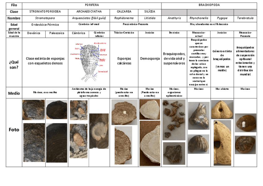 Miniatura del documento Practica-2-Paleo-Poriferos-Cnidarios-y-Braquiopodos.pdf