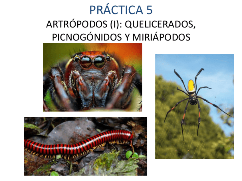 Miniatura del documento QUELICERADOSPICNOGONIDOS Y MIRIAPODOS.pdf