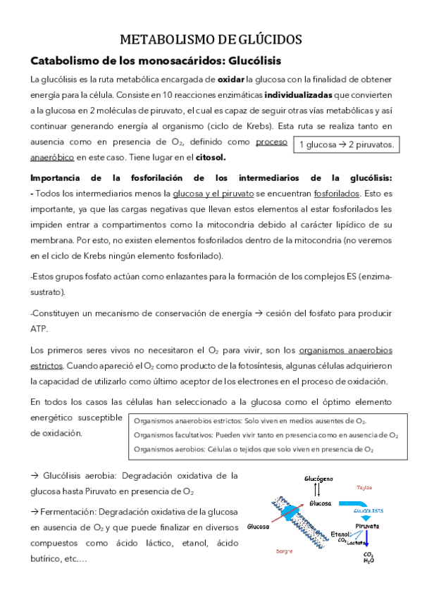 Miniatura del documento METABOLISMO-DE-GLÚCIDOS.pdf