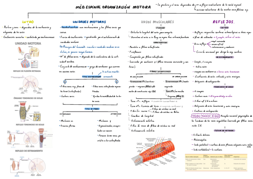 Miniatura del documento T13-14-Y-15-Funciones-Motoras.pdf