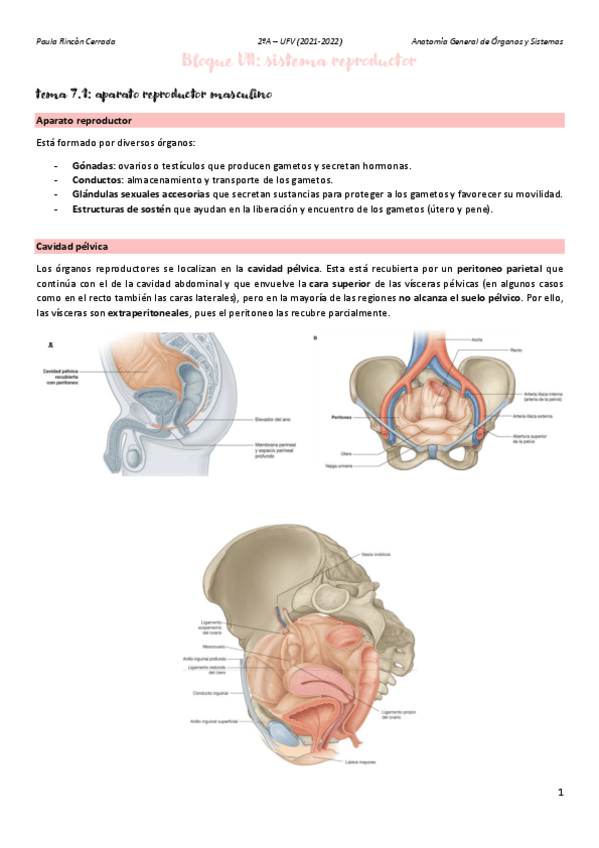 Miniatura del documento Anato-T7A.pdf