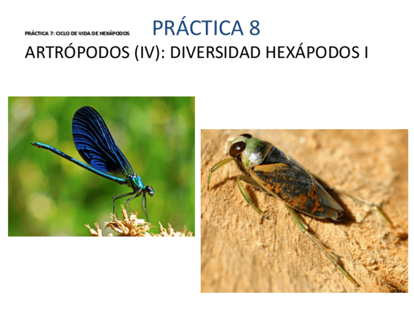 Miniatura del documento HEXÁPODOS I.pdf