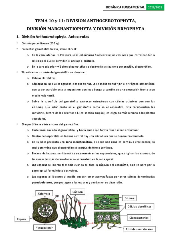 Miniatura del documento Tema-10-y-11.pdf