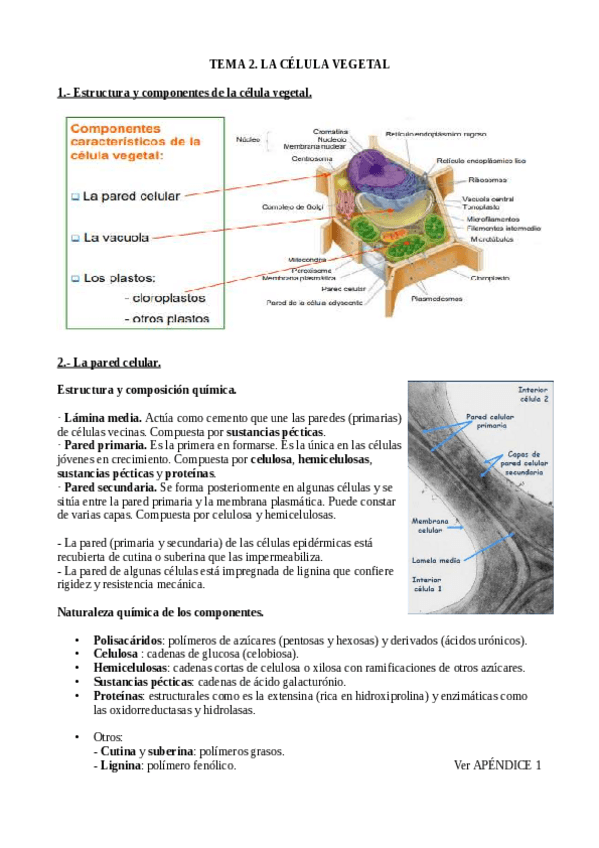 Miniatura del documento Tema-2-Biologia-Vegetal.pdf