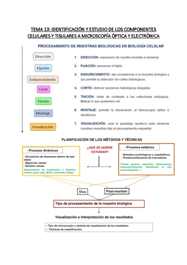 Miniatura del documento tema-13-biocel.pdf