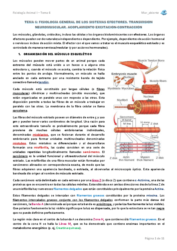 Miniatura del documento TEMA-6.pdf