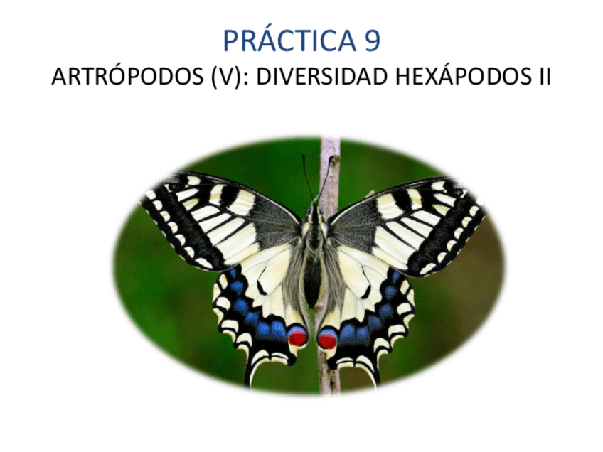 Miniatura del documento HEXÁPODOS II.pdf
