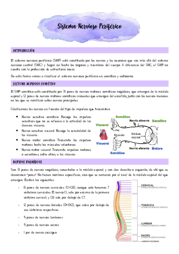 Miniatura del documento El-sistema-nervioso-periferico.pdf