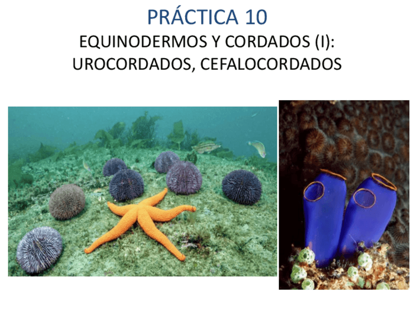 Miniatura del documento EQUINODERMOS UROCORDADOS CEFALOCORDADOS.pdf