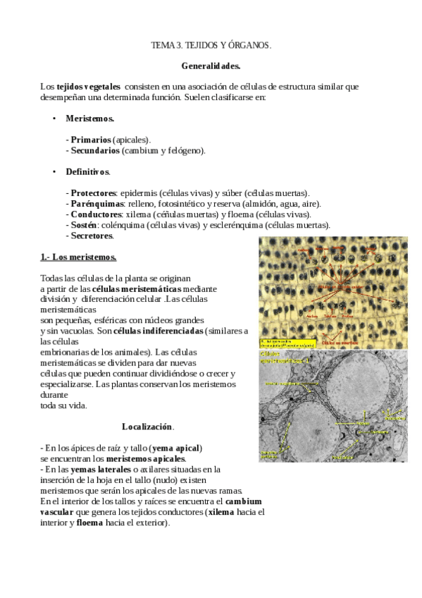 Miniatura del documento Tema-3-Biologia-Vegetal.pdf