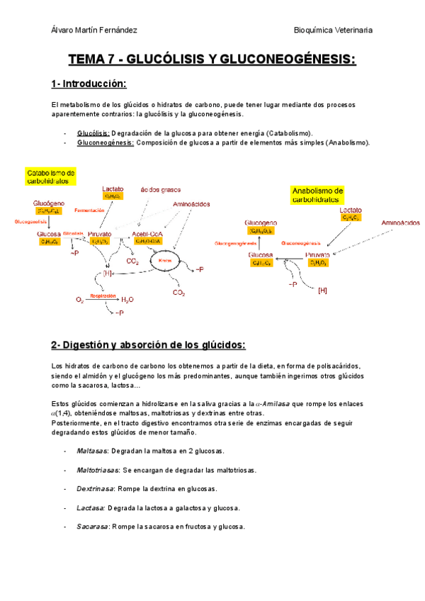 Miniatura del documento TEMA-7-GLUCOLISIS-Y-GLUCONEOGENESIS.pdf