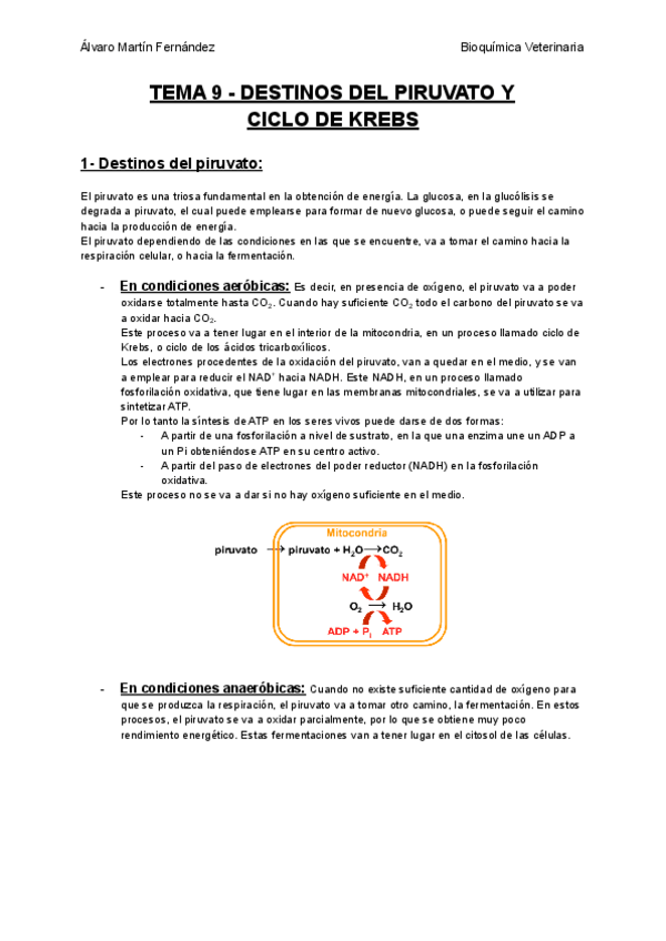 Miniatura del documento TEMA-9-DESTINOS-DEL-PIRUVATO-Y-CICLO-DE-KREBS.pdf