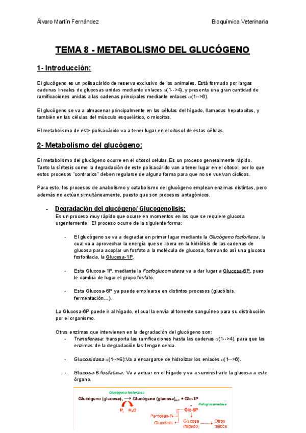 Miniatura del documento TEMA-8-METABOLISMO-DEL-GLUCOGENO.pdf