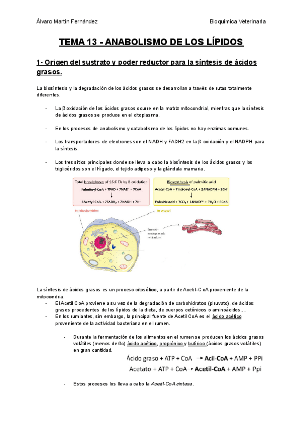 Miniatura del documento TEMA-13-ANABOLISMO-DE-LOS-LIPIDOS.pdf