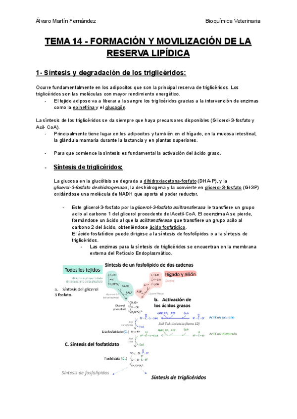Miniatura del documento TEMA-14-FORMACION-Y-MOVILIZACION-DE-LA-RESERVA-LIPIDICA.pdf
