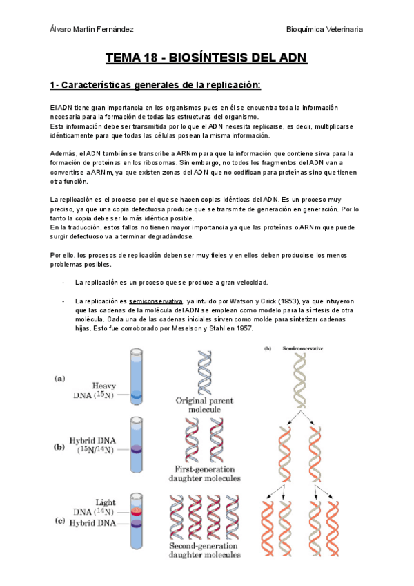 Miniatura del documento TEMA-18-BIOSINTESIS-DEL-ADN.pdf