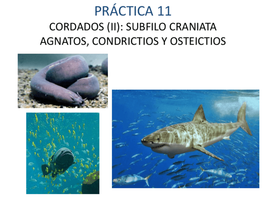 Miniatura del documento AGNATOS CONDRICTIOS Y OSTEICTIOS.pdf