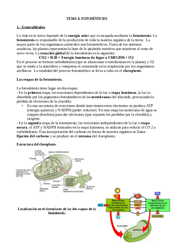 Miniatura del documento Tema-6-Biologia-Vegetal.pdf