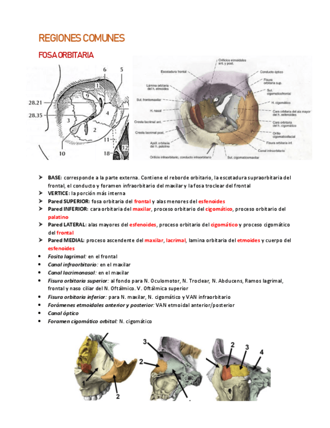Miniatura del documento REGIONES-COMUNES-CABEZA-y-ARTRO.pdf