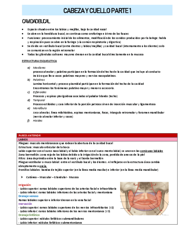 Miniatura del documento CABEZA-Y-CUELLO-PARTE-1.pdf