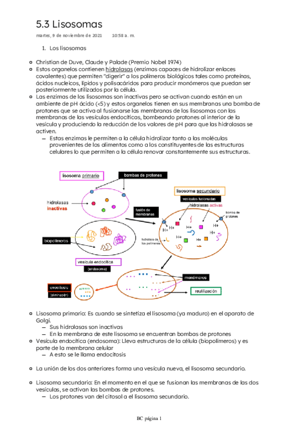 Miniatura del documento Lisosomas.pdf