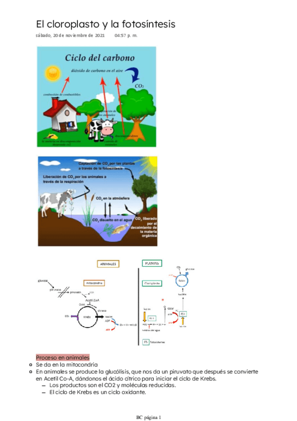 Miniatura del documento El-cloroplasto-y-la-fotosintesis.pdf