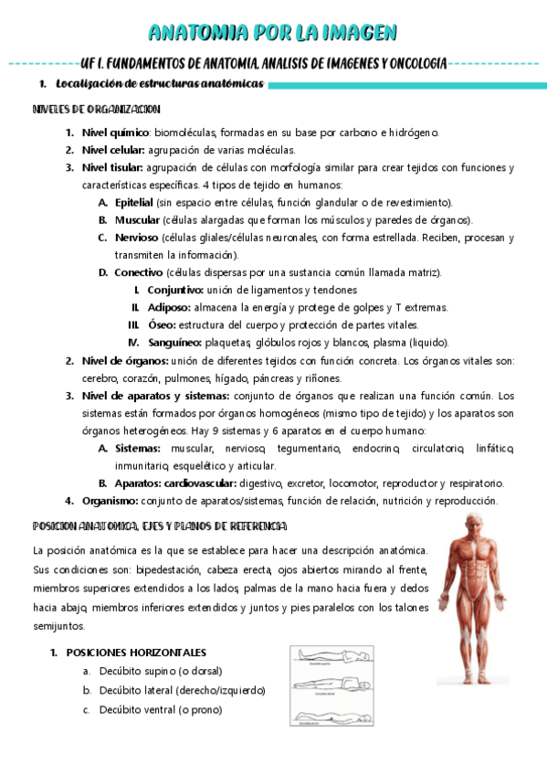 Miniatura del documento Anatomia-por-la-imagen-apuntes-todo-temario.pdf