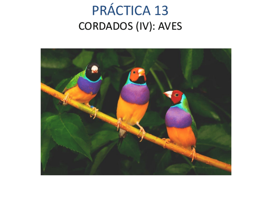 Miniatura del documento AVES.pdf