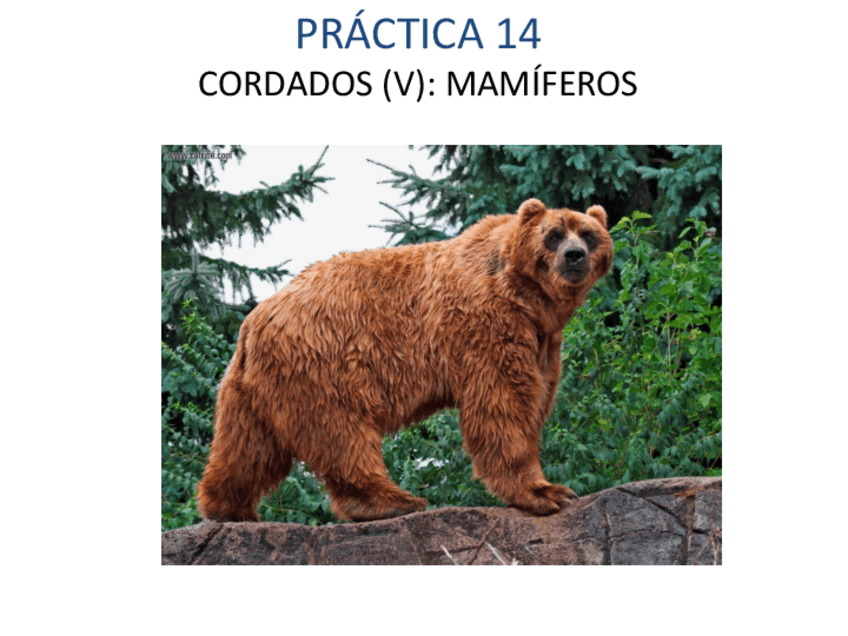 Miniatura del documento MAMIFEROS.pdf