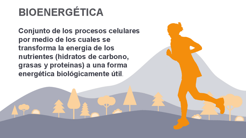 Miniatura del documento bioenergetica-v2.pdf