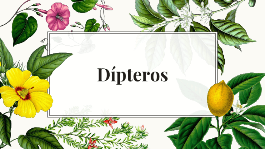 Miniatura del documento DIPTEROS.pdf