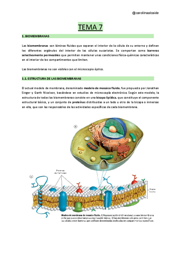 Miniatura del documento TEMA-7-1.pdf