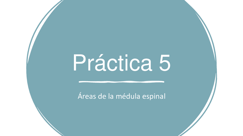 Miniatura del documento Practica-5-Areas-de-la-medula-espinal.pdf