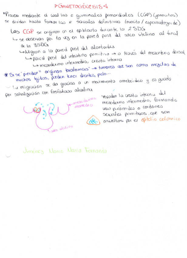 Miniatura del documento 3-Gametogenesis.pdf