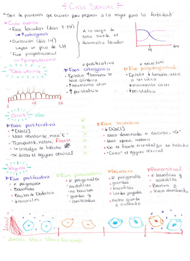 Miniatura del documento 6-Ciclo-sexual.pdf