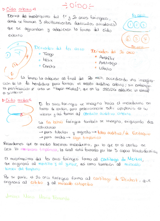 Miniatura del documento Oido.pdf