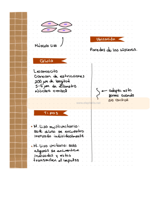 Miniatura del documento MUSCULO-LISO-PDF.pdf